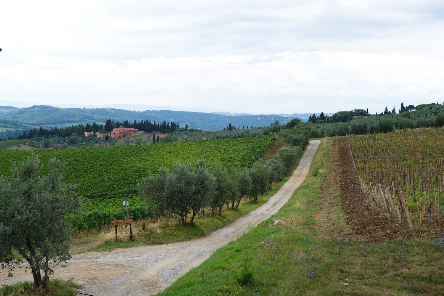 TuscanyVineyard