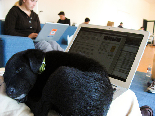 puppy1