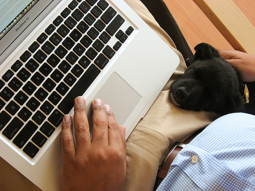 puppy2