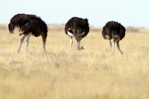 iStock_000014439456XSmall