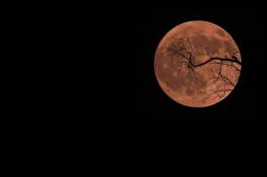 Smoke-colored moon