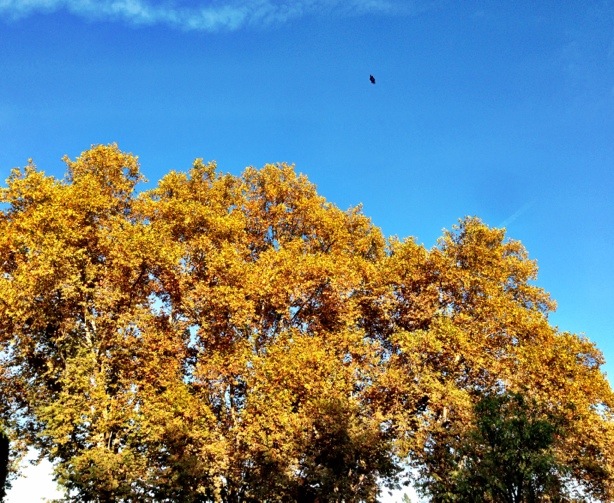 20121111-195051.jpg