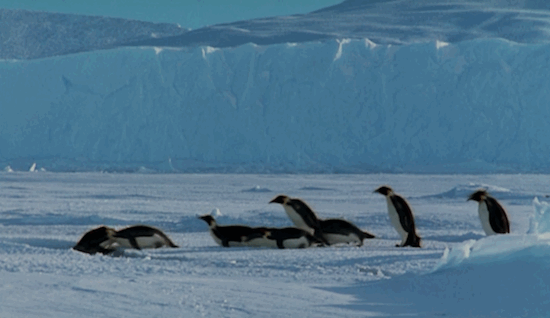 penguinsdiving.gif penguinsdiving.gif